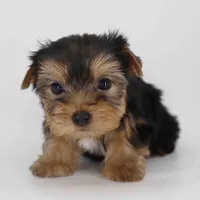 Cupid, a male Yorkshire Terrier for sale in Los Angeles, CA – Photo 5 of 6