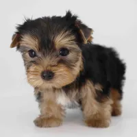 Cupid, a male Yorkshire Terrier for sale in Los Angeles, CA – Photo 3 of 6