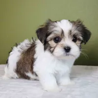 Enzo, a male Shih Tzu and Mal Shi for sale in Los Angeles, CA – 1 of 7
