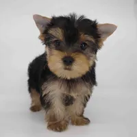 Daisy, a female Yorkshire Terrier for sale in Los Angeles, CA – 3 of 5