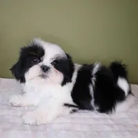 Oreo, a female Shih Tzu for sale in Los Angeles, CA – 5 of 5
