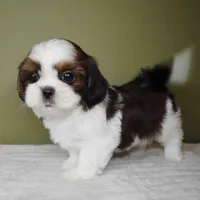 Cove, a female Shih Tzu for sale in Los Angeles, CA – 5 of 6