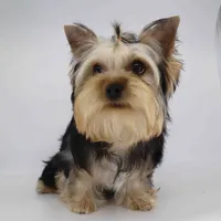 Nova, a male Yorkshire Terrier for sale in Los Angeles, CA – 4 of 4