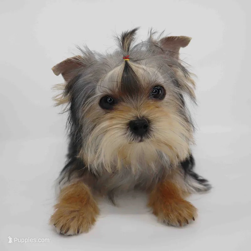 T-cup Merry – Yorkshire Terrier puppy for sale in Los Angeles, CA