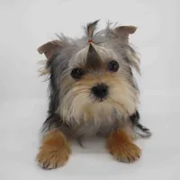 T-cup Merry, a female Yorkshire Terrier for sale in Los Angeles, CA – 1 of 3