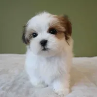 Bombi, a female Mal Shi for sale in Los Angeles, CA – 4 of 5