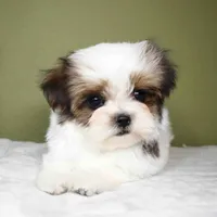 Mochi, a female Maltese and Mal Shi for sale in Los Angeles, CA – 4 of 6