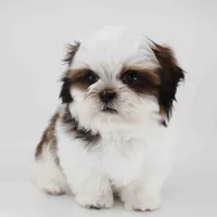 Skye, a male Shih Tzu for sale in Los Angeles, CA – 3 of 6