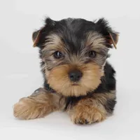 Clover, a male Yorkshire Terrier for sale in Los Angeles, CA – 2 of 5