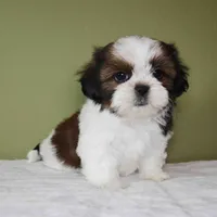 Aster, a female Shih Tzu for sale in Los Angeles, CA – 2 of 5
