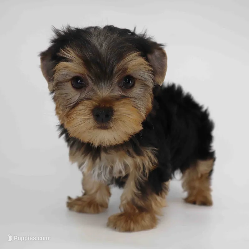 Breeze – Yorkshire Terrier puppy for sale in Los Angeles, CA
