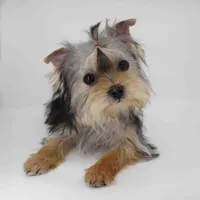 T-cup Merry, a female Yorkshire Terrier for sale in Los Angeles, CA – 2 of 3