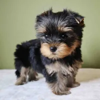 Bowie, a male Yorkshire Terrier for sale in Los Angeles, CA – 5 of 5