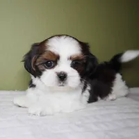 Cove, a female Shih Tzu for sale in Los Angeles, CA – 4 of 6