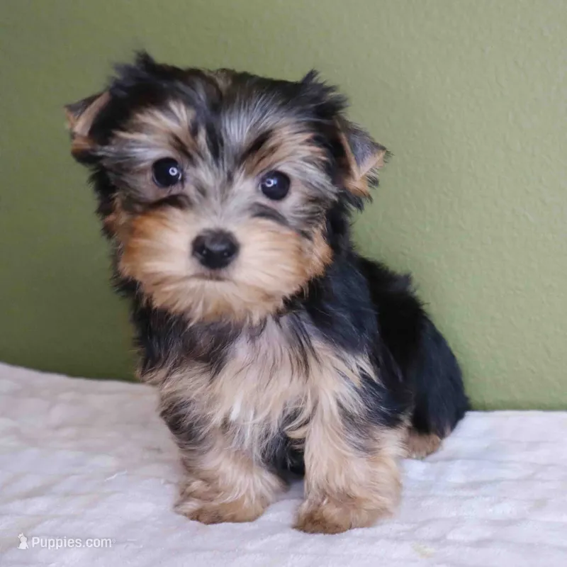 Gem – Yorkshire Terrier puppy for sale in Los Angeles, CA