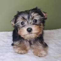 Gem, a female Yorkshire Terrier for sale in Los Angeles, CA – 2 of 4