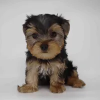 Breeze, a male Yorkshire Terrier for sale in Los Angeles, CA – 5 of 5