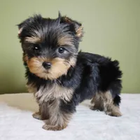 Bowie, a male Yorkshire Terrier for sale in Los Angeles, CA – 4 of 5