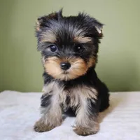 Bowie, a male Yorkshire Terrier for sale in Los Angeles, CA – 3 of 5