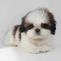 Imperial Shih-tzu Cona, a male Shih Tzu for sale in Los Angeles, CA – 2 of 5