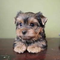 Summer, a male Yorkshire Terrier for sale in Los Angeles, CA – 3 of 5