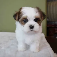 Lumi, a female Shih Tzu and Mal Shi for sale in Los Angeles, CA – 3 of 6