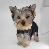Adora, a female Yorkshire Terrier for sale in Los Angeles, CA – 4 of 5
