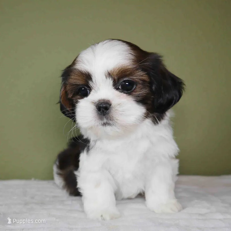 Cove – Shih Tzu puppy for sale in Los Angeles, CA