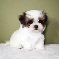 Mochi, a female Maltese and Mal Shi for sale in Los Angeles, CA – 2 of 6