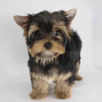 ESKY, a male Yorkshire Terrier for sale in Los Angeles, CA – Photo 4 of 5