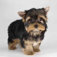 ESKY, a male Yorkshire Terrier for sale in Los Angeles, CA – Photo 5 of 5