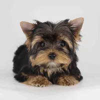 ESKY, a male Yorkshire Terrier for sale in Los Angeles, CA – Photo 3 of 5