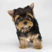 ESKY, a male Yorkshire Terrier for sale in Los Angeles, CA – Photo 2 of 5