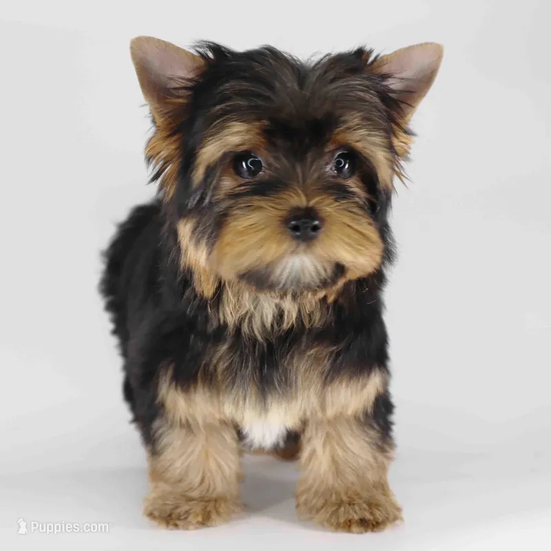 ESKY – Yorkshire Terrier puppy for sale in Los Angeles, CA