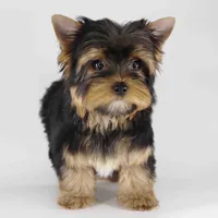 ESKY, a male Yorkshire Terrier for sale in Los Angeles, CA – Photo 1 of 5