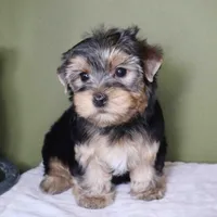 August, a male Yorkshire Terrier for sale in Los Angeles, CA – 3 of 5