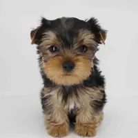Clover, a male Yorkshire Terrier for sale in Los Angeles, CA – 3 of 5