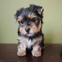 Sunny, a male Yorkshire Terrier for sale in Los Angeles, CA – 3 of 5