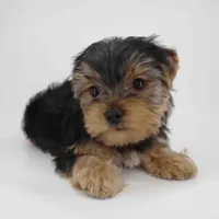Tulip, a male Yorkshire Terrier for sale in Los Angeles, CA – 4 of 5