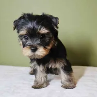 Marlo, a male Yorkshire Terrier for sale in Los Angeles, CA – 3 of 5