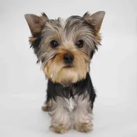 Adora, a female Yorkshire Terrier for sale in Los Angeles, CA – 3 of 5