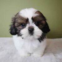 Koda, a female Shih Tzu for sale in Los Angeles, CA – 5 of 5