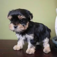 Daisy, a female Yorkshire Terrier for sale in Los Angeles, CA – 3 of 4