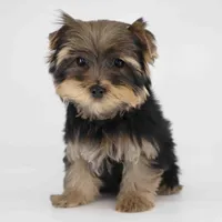 Bear, a male Yorkshire Terrier for sale in Los Angeles, CA – Photo 4 of 5