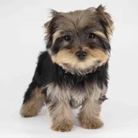 Bear, a male Yorkshire Terrier for sale in Los Angeles, CA – Photo 1 of 5