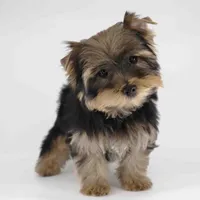 Bear, a male Yorkshire Terrier for sale in Los Angeles, CA – Photo 5 of 5