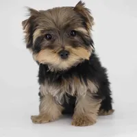 Bear, a male Yorkshire Terrier for sale in Los Angeles, CA – Photo 3 of 5