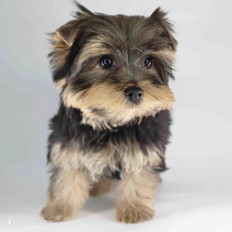 Buddy – Yorkshire Terrier puppy for sale in Los Angeles, CA
