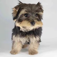 Bear, a male Yorkshire Terrier for sale in Los Angeles, CA – Photo 2 of 5
