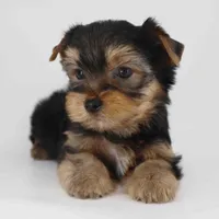 Romeo, a male Yorkshire Terrier for sale in Los Angeles, CA – Photo 3 of 5